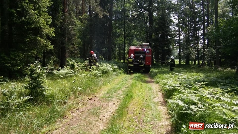 Zdjęcie w galerii na portalu naszraciborz.pl: Pożar lasu w Górkach Śląskich. Powodem uderzenie pioruna  wiadomości z regionu