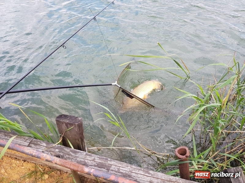 Zdjęcie w galerii na portalu naszraciborz.pl: Na Babiczoku łowili ponad 20-kilogramowe okazy wiadomości z regionu