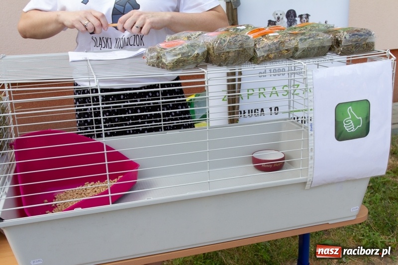 Zdjęcie w galerii na portalu naszraciborz.pl: Festynem rodzinnym SP 15 wita nadchodzące wakacje  wiadomości z regionu