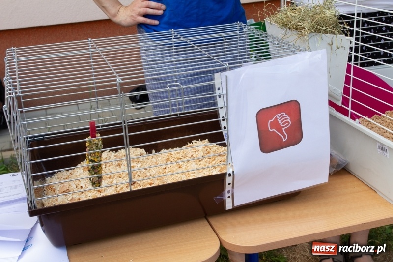 Zdjęcie w galerii na portalu naszraciborz.pl: Festynem rodzinnym SP 15 wita nadchodzące wakacje  wiadomości z regionu