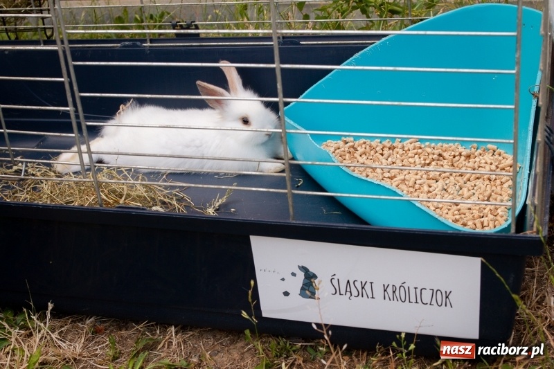 Zdjęcie w galerii na portalu naszraciborz.pl: Festynem rodzinnym SP 15 wita nadchodzące wakacje  wiadomości z regionu
