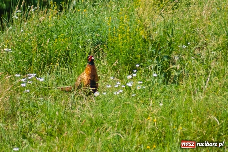 Zdjęcie w galerii na portalu naszraciborz.pl: Bez niespodzianki przy Łąkowej. Juniorzy Górek Śląskich z mistrzostwem wiadomości z regionu
