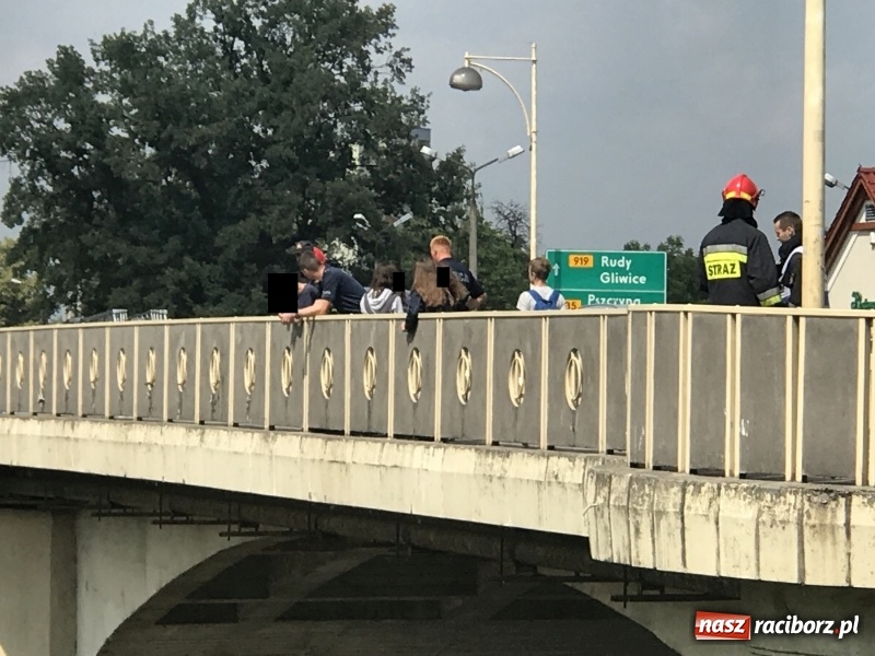 Zdjęcie w galerii na portalu naszraciborz.pl: Akcja na moście Zamkowym. Strażacy ratowali dziewczynę, która chciała skoczyć do Odry wiadomości z regionu