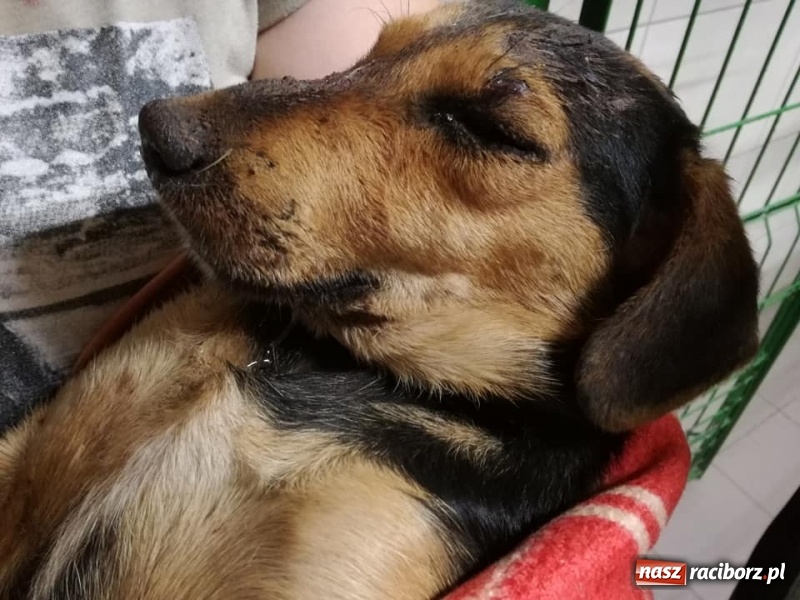 Zdjęcie w galerii na portalu naszraciborz.pl: 53-letni mieszkaniec Cyprzanowa znęcał się nad psem, a następnie zakopał go żywcem wiadomości z regionu