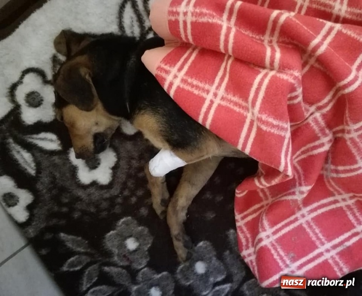 Zdjęcie w galerii na portalu naszraciborz.pl: 53-letni mieszkaniec Cyprzanowa znęcał się nad psem, a następnie zakopał go żywcem wiadomości z regionu