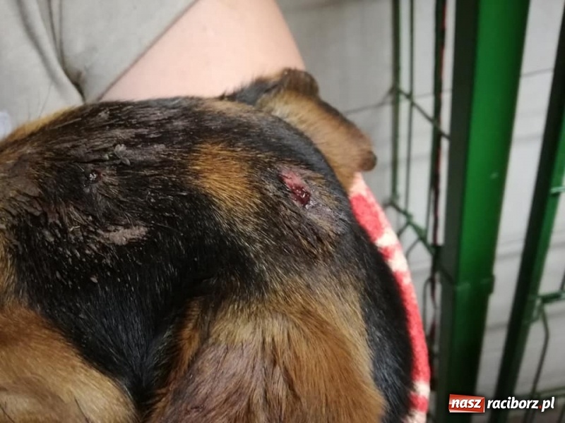 Zdjęcie w galerii na portalu naszraciborz.pl: 53-letni mieszkaniec Cyprzanowa znęcał się nad psem, a następnie zakopał go żywcem wiadomości z regionu