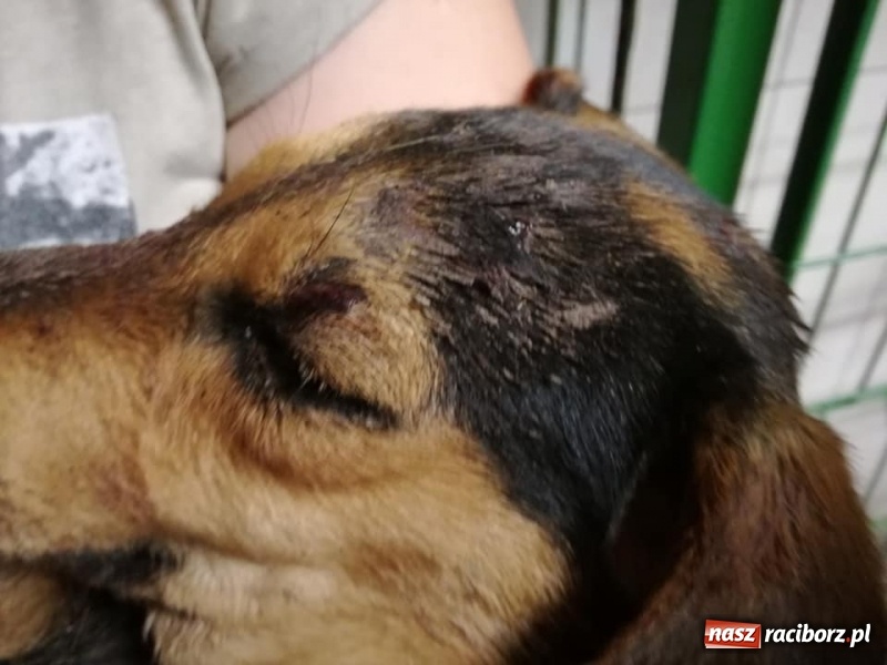 Zdjęcie w galerii na portalu naszraciborz.pl: 53-letni mieszkaniec Cyprzanowa znęcał się nad psem, a następnie zakopał go żywcem wiadomości z regionu