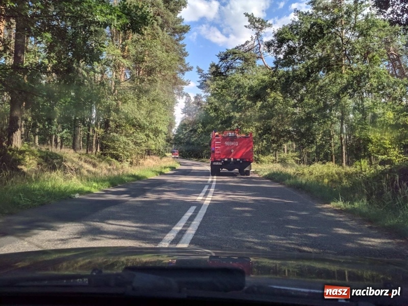 Zdjęcie w galerii na portalu naszraciborz.pl: Pożar lasu w leśnictwie Szymocice. Prawdopodobnie było to podpalenie!  wiadomości z regionu