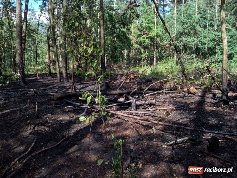 Zdjęcie w galerii na portalu naszraciborz.pl: Pożar lasu w leśnictwie Szymocice. Prawdopodobnie było to podpalenie!  wiadomości z regionu