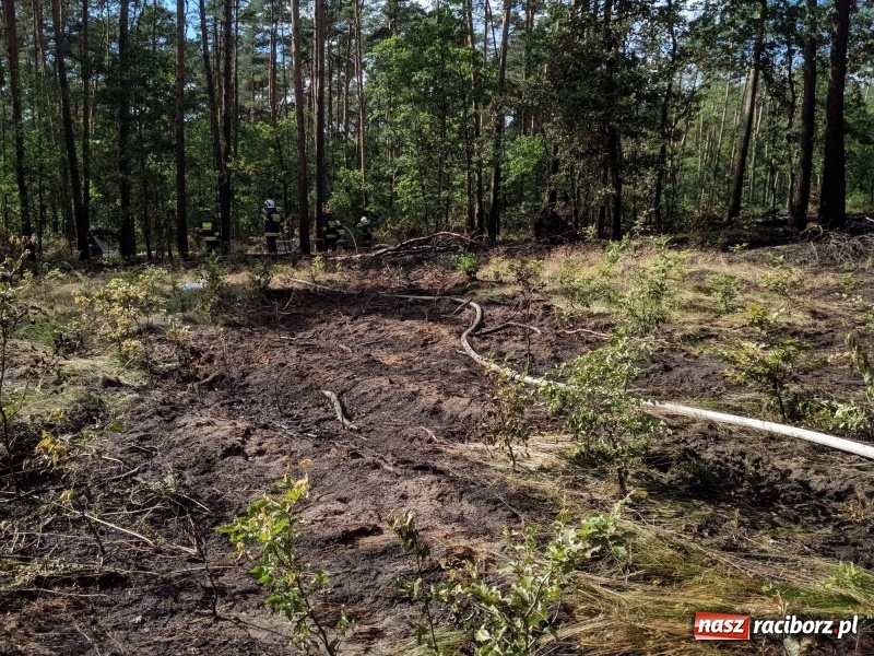 Zdjęcie w galerii na portalu naszraciborz.pl: Pożar lasu w leśnictwie Szymocice. Prawdopodobnie było to podpalenie!  wiadomości z regionu