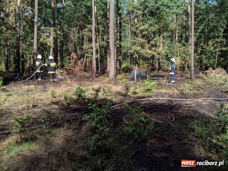 Zdjęcie w galerii na portalu naszraciborz.pl: Pożar lasu w leśnictwie Szymocice. Prawdopodobnie było to podpalenie!  wiadomości z regionu