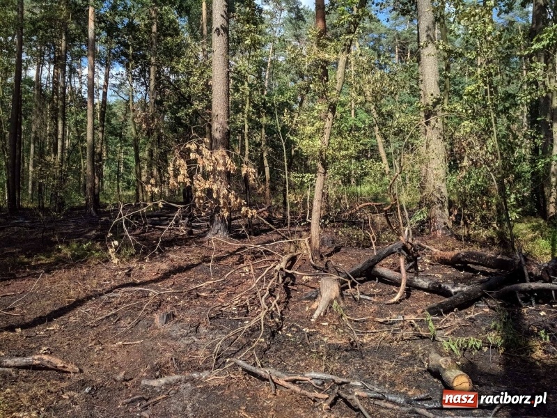 Zdjęcie w galerii na portalu naszraciborz.pl: Pożar lasu w leśnictwie Szymocice. Prawdopodobnie było to podpalenie!  wiadomości z regionu