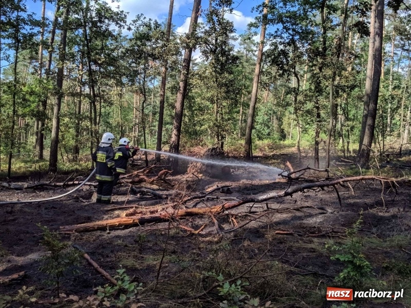 Zdjęcie w galerii na portalu naszraciborz.pl: Pożar lasu w leśnictwie Szymocice. Prawdopodobnie było to podpalenie!  wiadomości z regionu