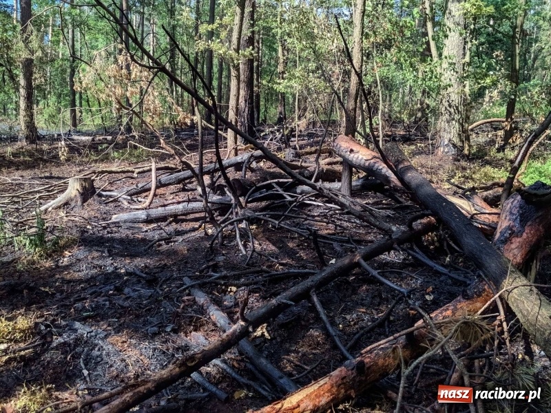 Zdjęcie w galerii na portalu naszraciborz.pl: Pożar lasu w leśnictwie Szymocice. Prawdopodobnie było to podpalenie!  wiadomości z regionu