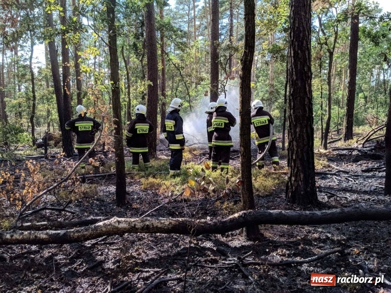Zdjęcie w galerii na portalu naszraciborz.pl: Pożar lasu w leśnictwie Szymocice. Prawdopodobnie było to podpalenie!  wiadomości z regionu