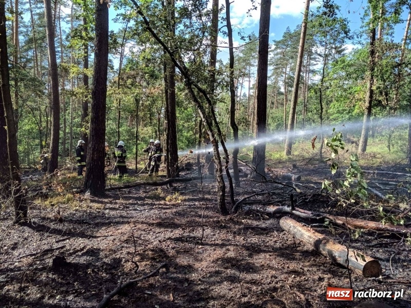 Zdjęcie w galerii na portalu naszraciborz.pl: Pożar lasu w leśnictwie Szymocice. Prawdopodobnie było to podpalenie!  wiadomości z regionu