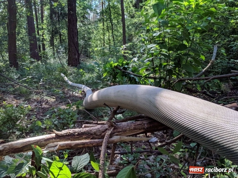Zdjęcie w galerii na portalu naszraciborz.pl: Pożar lasu w leśnictwie Szymocice. Prawdopodobnie było to podpalenie!  wiadomości z regionu