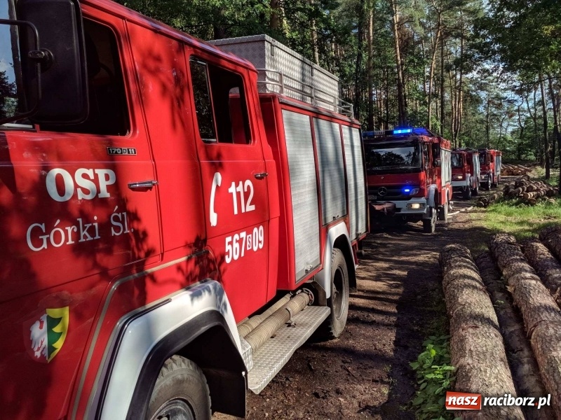 Zdjęcie w galerii na portalu naszraciborz.pl: Pożar lasu w leśnictwie Szymocice. Prawdopodobnie było to podpalenie!  wiadomości z regionu