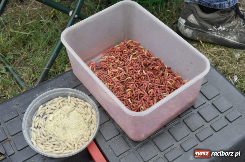 Zdjęcie w galerii na portalu naszraciborz.pl: Ryby źle znoszą zmianę frontu. Słabe wyniki podczas zawodów w Krowiarkach  wiadomości z regionu