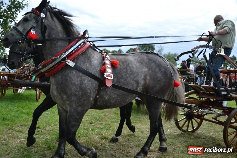 Zdjęcie w galerii na portalu naszraciborz.pl: Zawody sikawek konnych w Bieńkowicach. Sąsiedzi z Tworkowa zgarnęli dwa złota wiadomości z regionu