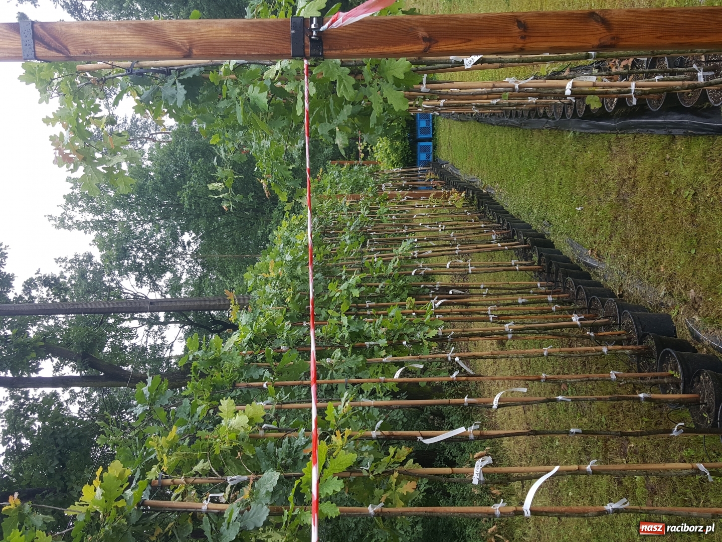 Zdjęcie w galerii na portalu naszraciborz.pl: Współpraca PWSZ w Raciborzu z Nadleśnictwem Rudy Raciborskie  wiadomości z regionu