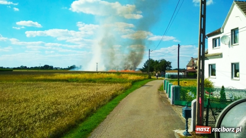 Zdjęcie w galerii na portalu naszraciborz.pl: Pożar zboża w miejscowości Ruda. W akcji wykorzystano samolot gaśniczy  wiadomości z regionu