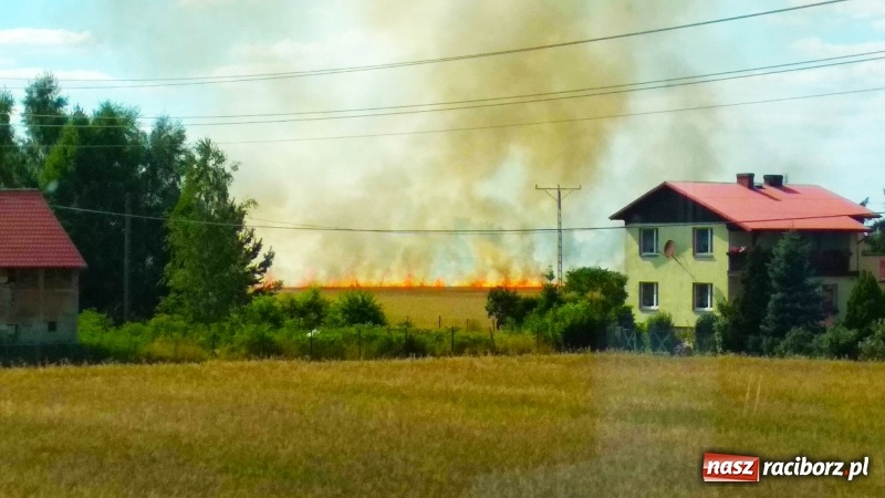 Zdjęcie w galerii na portalu naszraciborz.pl: Pożar zboża w miejscowości Ruda. W akcji wykorzystano samolot gaśniczy  wiadomości z regionu