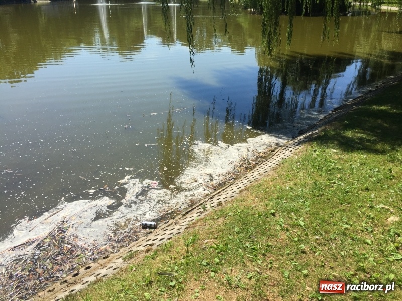Zdjęcie w galerii na portalu naszraciborz.pl: Park Roth. Piękne miejsce, ale pełne śmieci  wiadomości z regionu