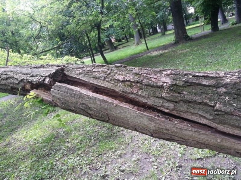 Zdjęcie w galerii na portalu naszraciborz.pl: Starostwo wydało miastu zgodę na wycinkę drzew FOTO wiadomości z regionu