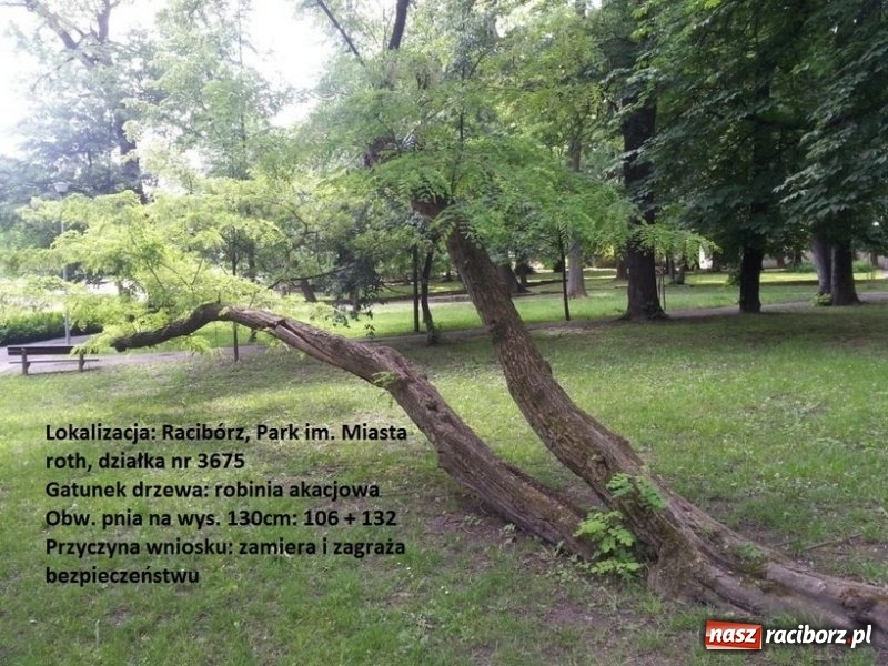 Zdjęcie w galerii na portalu naszraciborz.pl: Starostwo wydało miastu zgodę na wycinkę drzew FOTO wiadomości z regionu