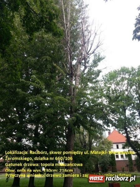 Zdjęcie w galerii na portalu naszraciborz.pl: Starostwo wydało miastu zgodę na wycinkę drzew FOTO wiadomości z regionu