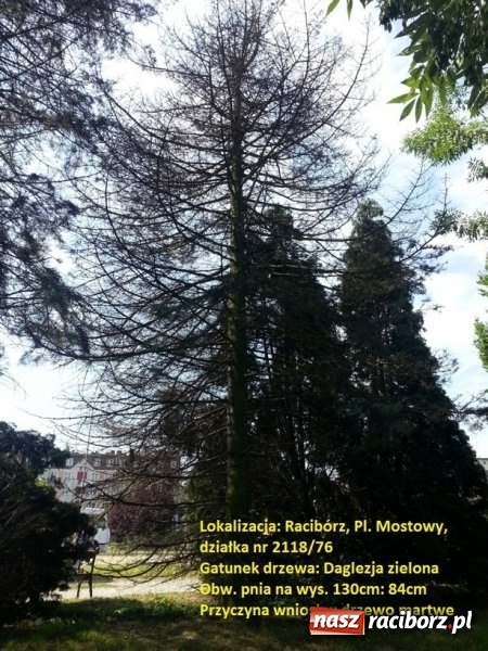 Zdjęcie w galerii na portalu naszraciborz.pl: Starostwo wydało miastu zgodę na wycinkę drzew FOTO wiadomości z regionu