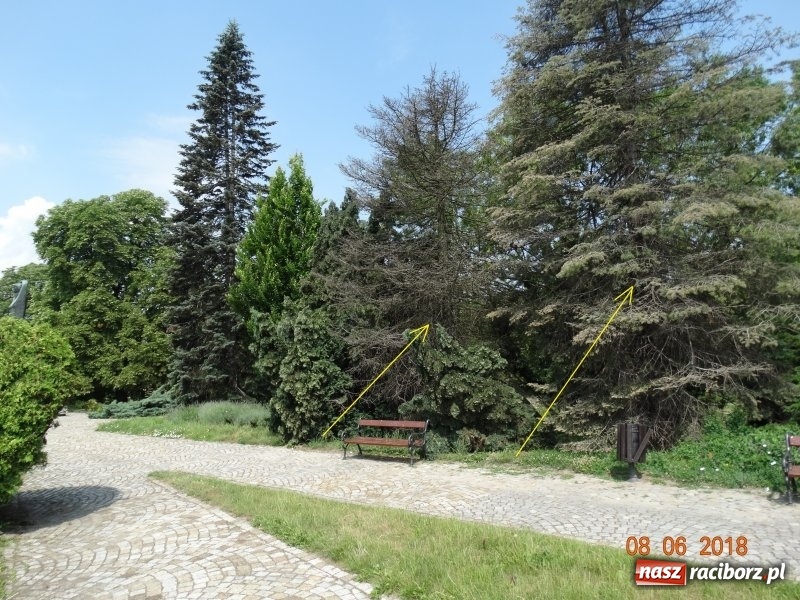 Zdjęcie w galerii na portalu naszraciborz.pl: Starostwo wydało miastu zgodę na wycinkę drzew FOTO wiadomości z regionu