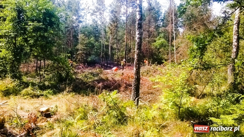 Zdjęcie w galerii na portalu naszraciborz.pl: Eksplozje niewybuchów podczas pożaru lasu w Kuźni Raciborskiej FOTO wiadomości z regionu