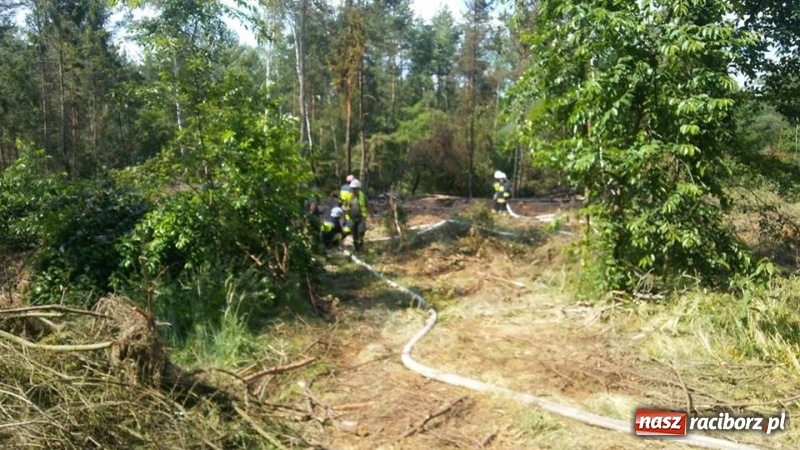 Zdjęcie w galerii na portalu naszraciborz.pl: Eksplozje niewybuchów podczas pożaru lasu w Kuźni Raciborskiej FOTO wiadomości z regionu