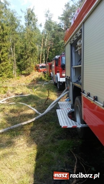 Zdjęcie w galerii na portalu naszraciborz.pl: Eksplozje niewybuchów podczas pożaru lasu w Kuźni Raciborskiej FOTO wiadomości z regionu