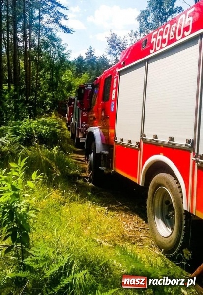 Zdjęcie w galerii na portalu naszraciborz.pl: Eksplozje niewybuchów podczas pożaru lasu w Kuźni Raciborskiej FOTO wiadomości z regionu
