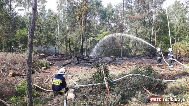 Zdjęcie w galerii na portalu naszraciborz.pl: Eksplozje niewybuchów podczas pożaru lasu w Kuźni Raciborskiej FOTO wiadomości z regionu