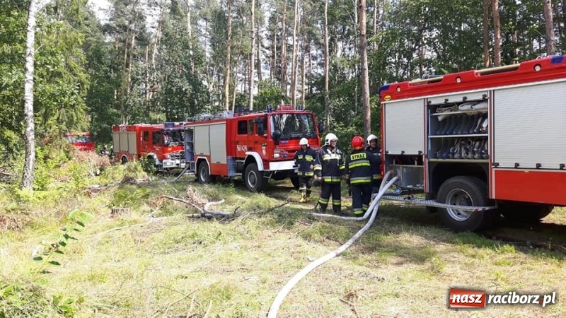 Zdjęcie w galerii na portalu naszraciborz.pl: Eksplozje niewybuchów podczas pożaru lasu w Kuźni Raciborskiej FOTO wiadomości z regionu