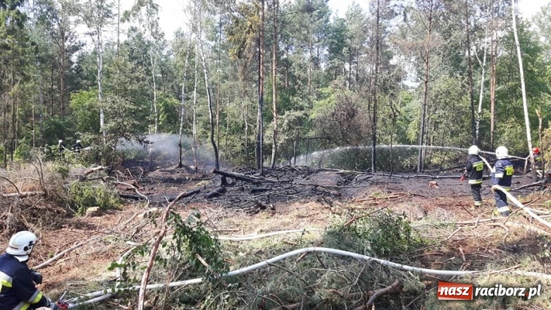 Zdjęcie w galerii na portalu naszraciborz.pl: Eksplozje niewybuchów podczas pożaru lasu w Kuźni Raciborskiej FOTO wiadomości z regionu