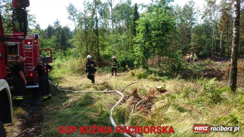Zdjęcie w galerii na portalu naszraciborz.pl: Eksplozje niewybuchów podczas pożaru lasu w Kuźni Raciborskiej FOTO wiadomości z regionu