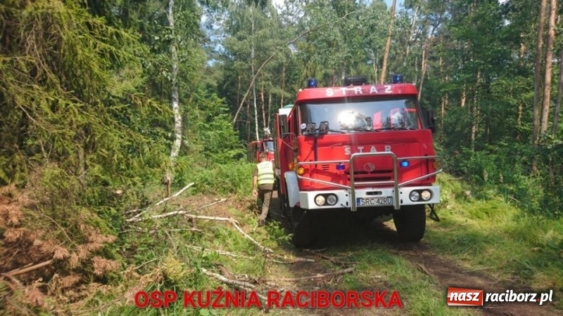 Zdjęcie w galerii na portalu naszraciborz.pl: Eksplozje niewybuchów podczas pożaru lasu w Kuźni Raciborskiej FOTO wiadomości z regionu