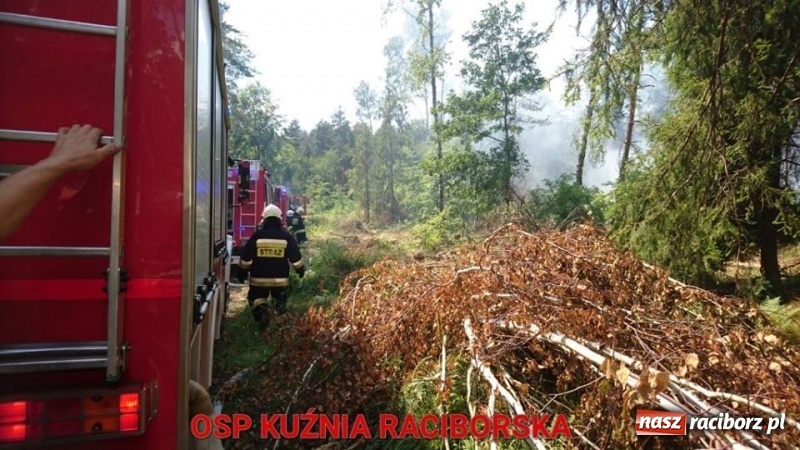 Zdjęcie w galerii na portalu naszraciborz.pl: Eksplozje niewybuchów podczas pożaru lasu w Kuźni Raciborskiej FOTO wiadomości z regionu