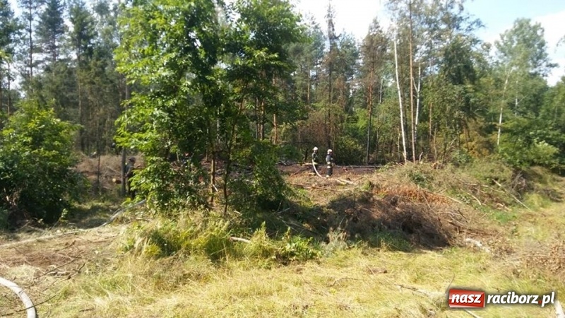 Zdjęcie w galerii na portalu naszraciborz.pl: Eksplozje niewybuchów podczas pożaru lasu w Kuźni Raciborskiej FOTO wiadomości z regionu