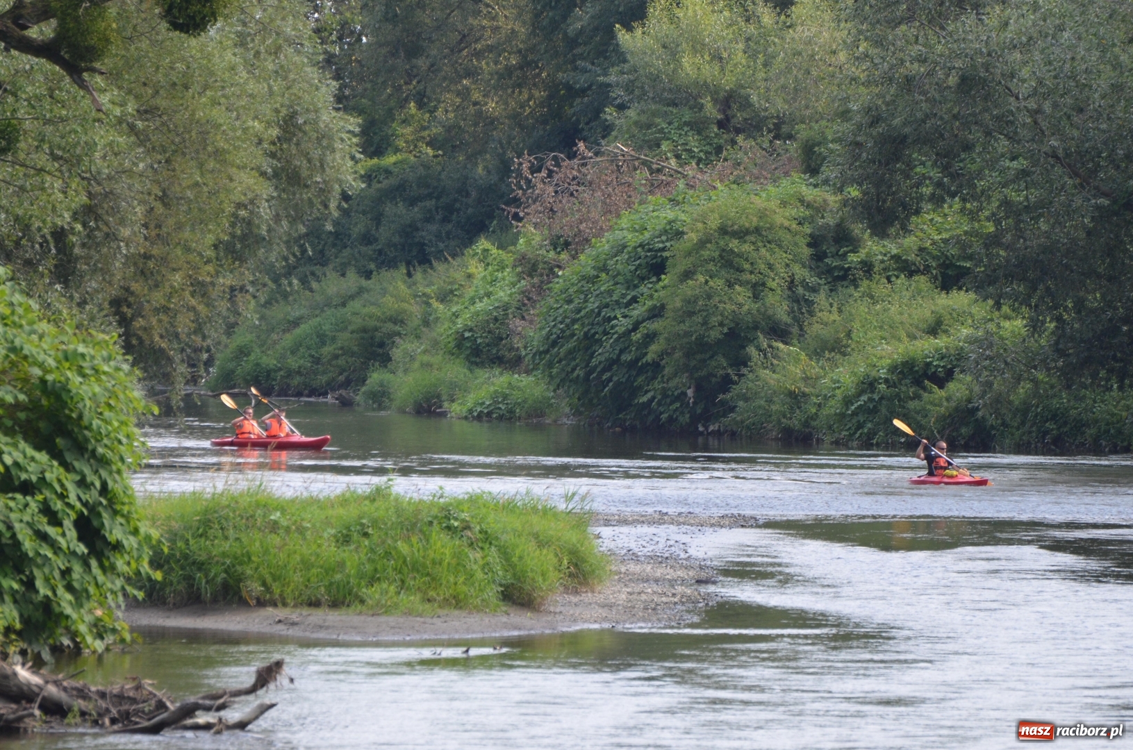 Zdjęcie w galerii na portalu naszraciborz.pl: Spływy odrzańskie cieszą się dużą popularnością  wiadomości z regionu