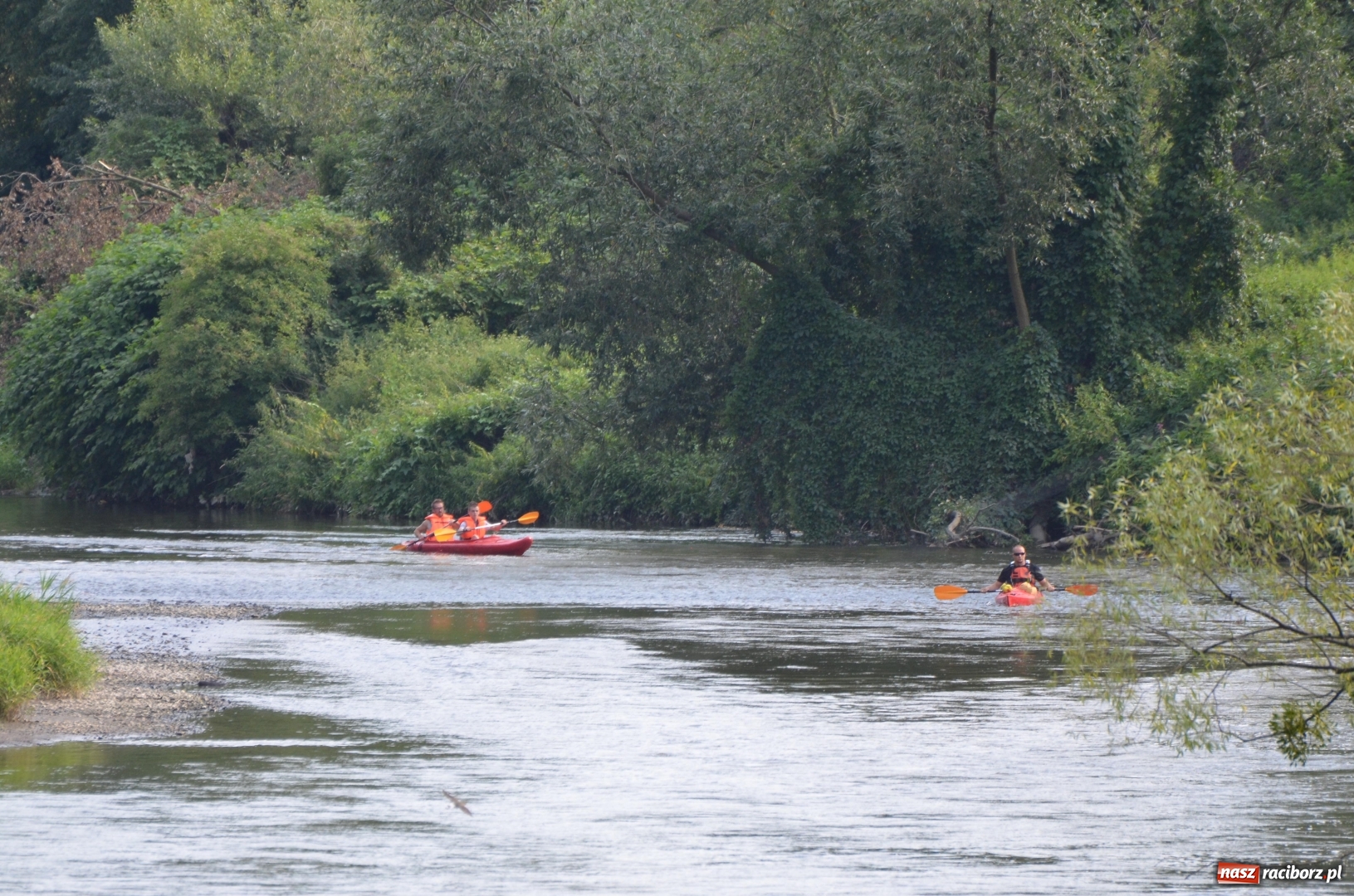 Zdjęcie w galerii na portalu naszraciborz.pl: Spływy odrzańskie cieszą się dużą popularnością  wiadomości z regionu