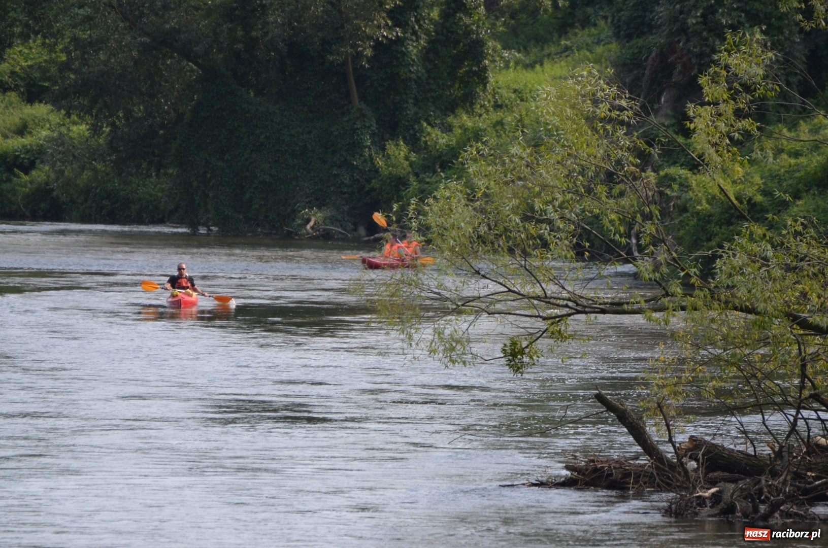 Zdjęcie w galerii na portalu naszraciborz.pl: Spływy odrzańskie cieszą się dużą popularnością  wiadomości z regionu