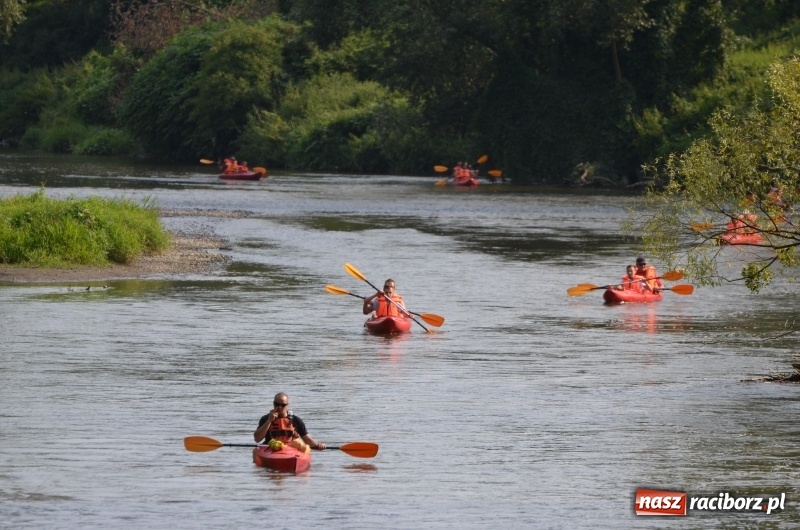 Zdjęcie w galerii na portalu naszraciborz.pl: Spływy odrzańskie cieszą się dużą popularnością  wiadomości z regionu