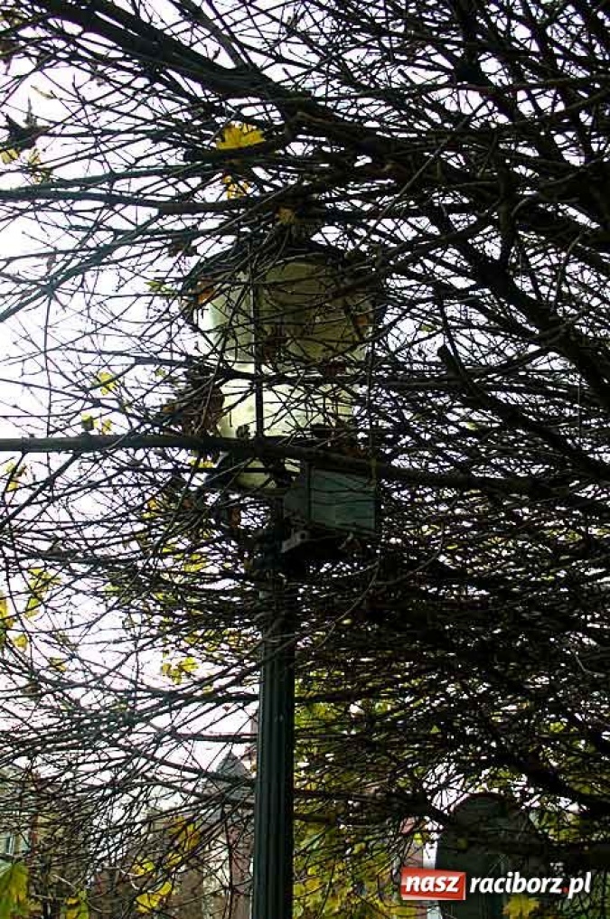 Zdjęcie w galerii na portalu naszraciborz.pl: Światło dla ptaszków wiadomości z regionu