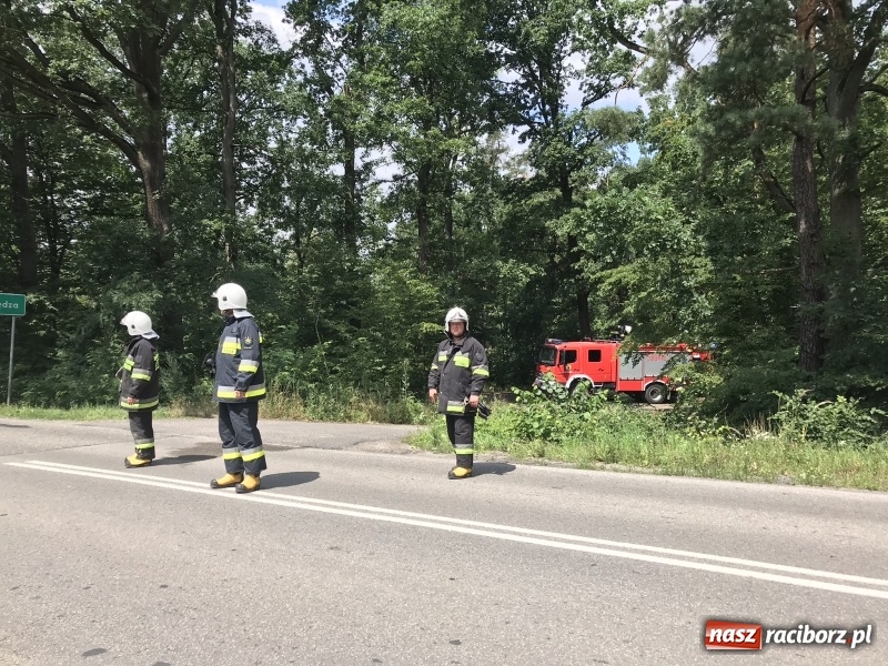 Zdjęcie w galerii na portalu naszraciborz.pl: Pożar lasu w Szymocicach. Kolejne podpalenie  wiadomości z regionu